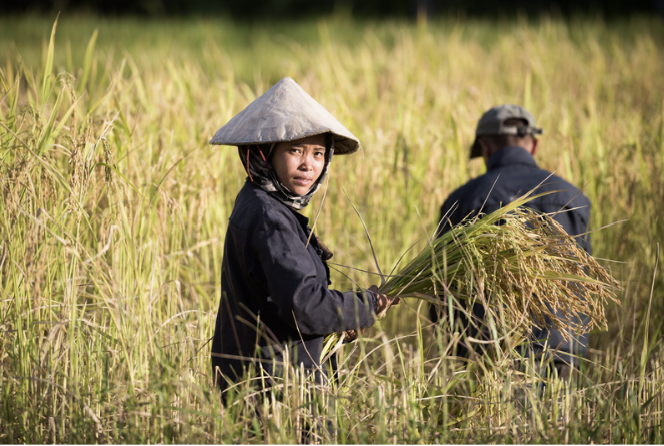 Sustainable Forestry In Laos
